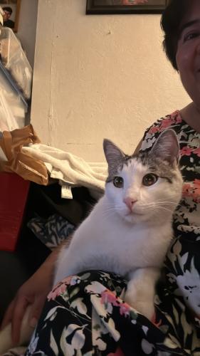 Lost Male Cat last seen Acacia and Hawthorne blv, Hawthorne, CA 90250