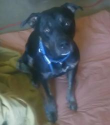 Lost Male Dog last seen 12th & West, Desert Hot Springs, CA 92240