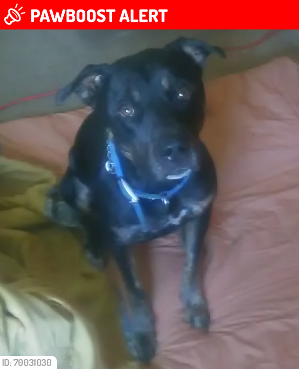 Lost Male Dog last seen 12th & West, Desert Hot Springs, CA 92240