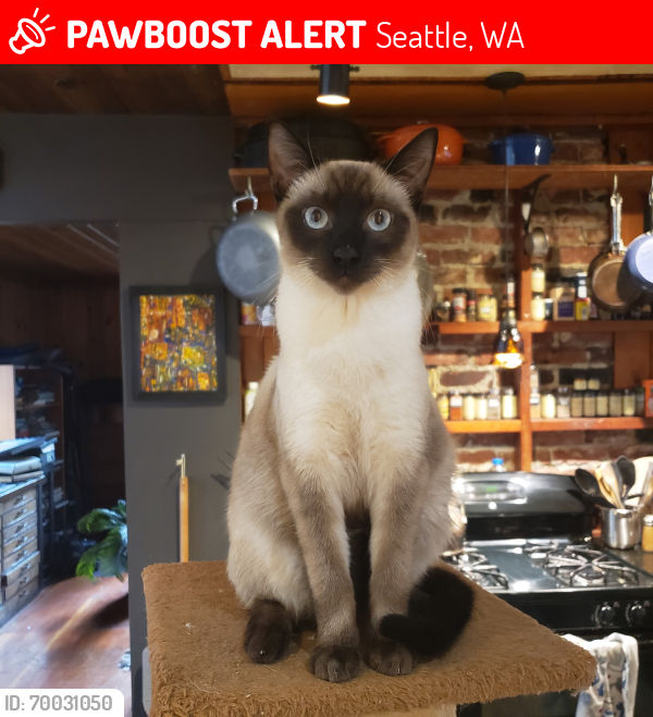 Lost Male Cat last seen N 112th St and 1st Ave NW, Seattle, WA 98133