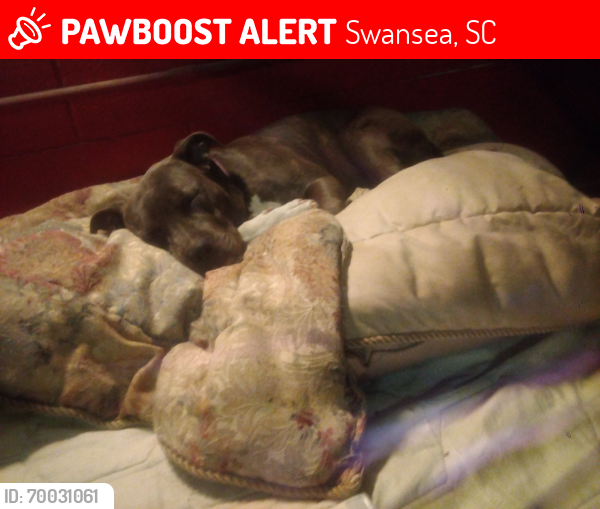 Lost Female Dog last seen Swansea , Swansea, SC 29160