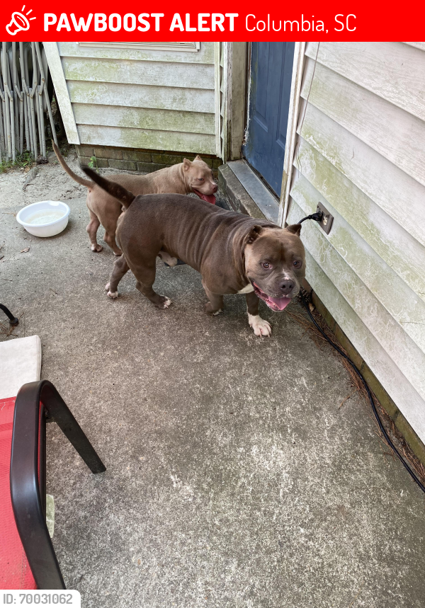 Lost Male Dog last seen N. Brickyard Rd, Columbia, SC 29223