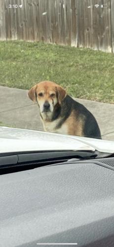 Found/Stray Unknown Dog last seen Seville & Hudson By Resaca track, Brownsville, TX 78526