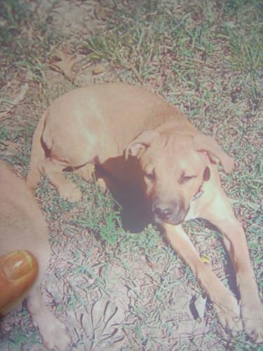 Lost Female Dog last seen Glenola Baptist Church at Old Spencer Rd and hwy 311 intersection , Randolph County, NC 27263