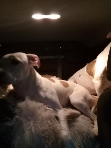 Lost Male Dog last seen Fulton and berry, Houston, TX 77022