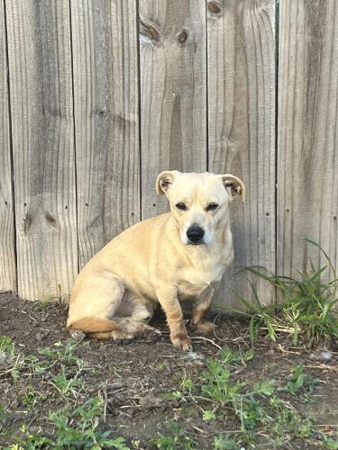 Found/Stray Male Dog last seen Laredo Rd. , Brownsville, TX 78520