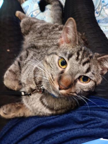 Lost Male Cat last seen In the Ricky Rockets parking lot on Rohlwing Road, Itasca, IL 60143