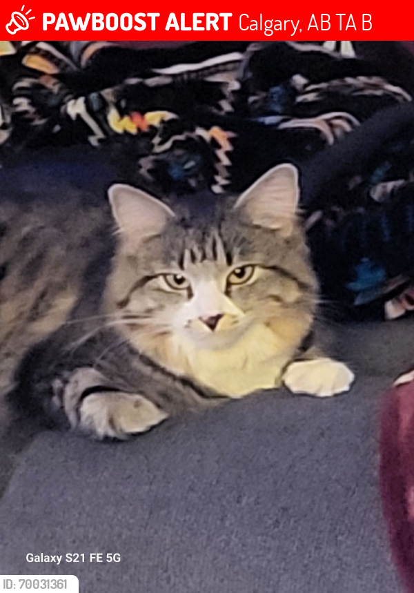 Lost Female Cat last seen 18Ave se and 36st se, Calgary, AB T2A 1B3