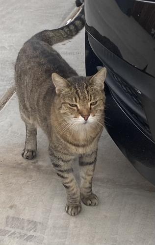 Lost Male Cat last seen 77th & Surrey Ave Peoria AZ, Peoria, AZ 85381