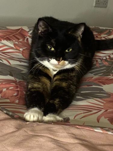 Lost Female Cat last seen Worcester , Worcestershire, England WR4