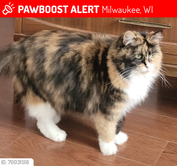 Lost Female Cat last seen Pulasky park windkale ave 18 st, Milwaukee, WI 53215
