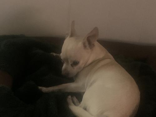 Lost Male Dog last seen Staples mill/ Crown Square apmts , Henrico, VA 23228