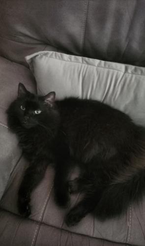 Lost Male Cat last seen LOVELAND RD AND POWERS , Youngstown, OH 44502