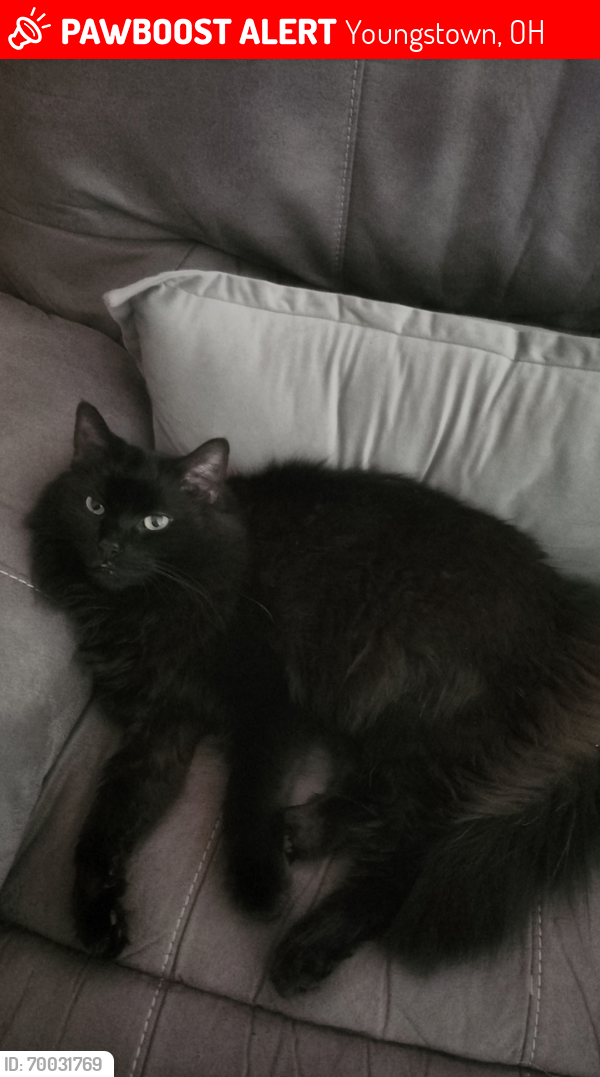 Lost Male Cat last seen LOVELAND RD AND POWERS , Youngstown, OH 44502