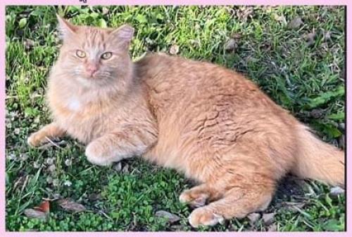 Lost Female Cat last seen Jasper and White, McKinney, TX 75071