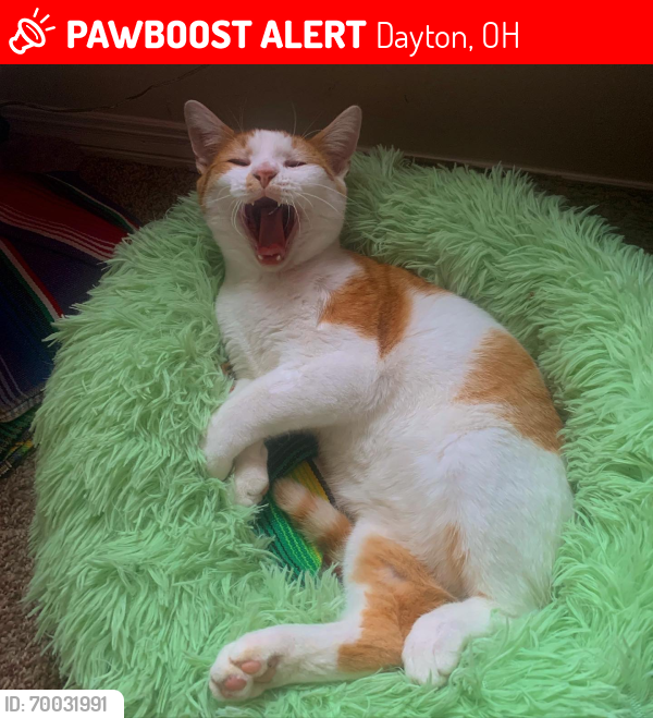 Lost Male Cat last seen At the first bridge near the parking lot of cox aborteum , Dayton, OH 45449