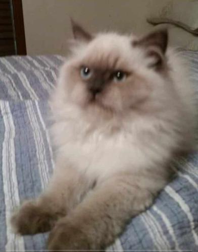 Lost Female Cat last seen Near Meadowbrook Ave Youngstown , Youngstown, OH 44512