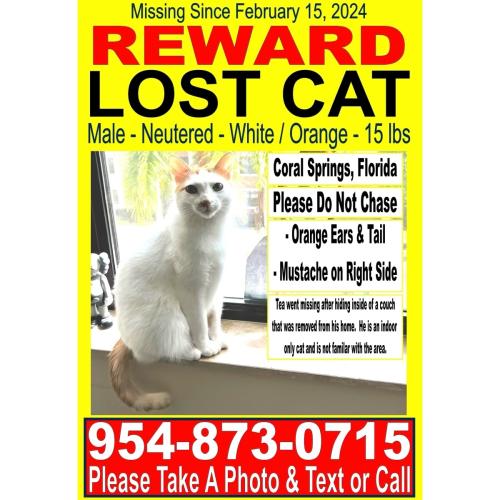 Lost Male Cat last seen NW 19th Drive and 115th Way Coral Springs, Coral Springs, FL 33071