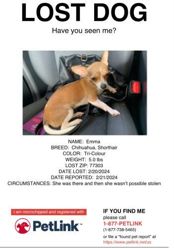 Lost Female Dog last seen Oak tree dr and airport rd, Conroe, TX 77303