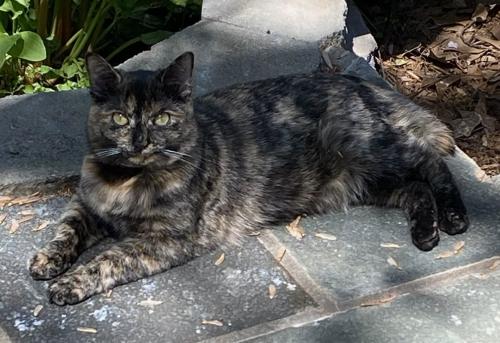 Lost Female Cat last seen Riverstone Subdivision - Chilmark Avenue, located near Jenkins/Capital Blvd., Wake Forest, NC 27587