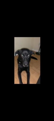 Lost Male Dog last seen Park avenue between hawthorne and rench road, Wilmington, NC 28403