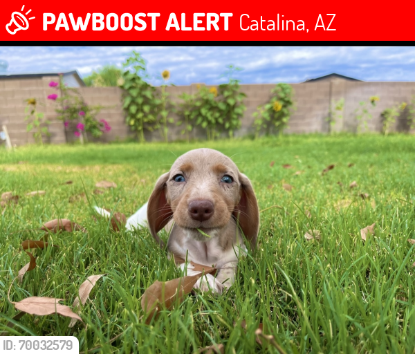 Lost Female Dog last seen Near , Catalina, AZ 85739