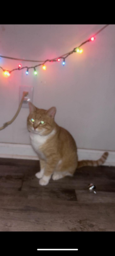 Lost Male Cat last seen Lakeridge neighborhood/Stanton Rd , Conyers, GA 30094