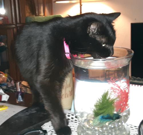 Lost Female Cat last seen Ashland Ave and Clinton st, Chicago, IL 60607