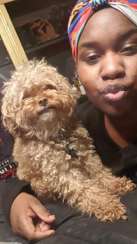 Lost Male Dog last seen 26th and Gordon Streets, not far from Strawberry Mansion shopping center , Philadelphia, PA 19132