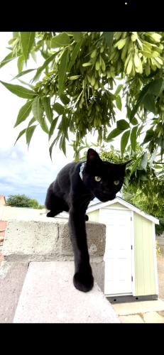 Lost Male Cat last seen Lawrence Dr, McKenzie Dr, Syr Dr, Rio Rancho, NM 87144
