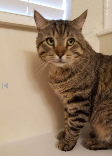 Lost Male Cat last seen Windswept and Hidden Valley , Montgomery County, TX 77356
