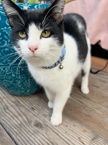 Lost Male Cat last seen Wharf Rd / Shadowbrook Restaurant , Capitola, CA 95010