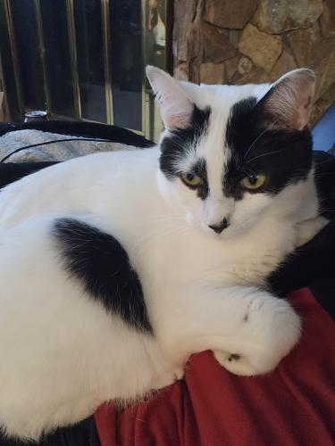 Lost Male Cat last seen Royal Palm Blvd & Coral Springs Dr., Coral Springs, FL 33071