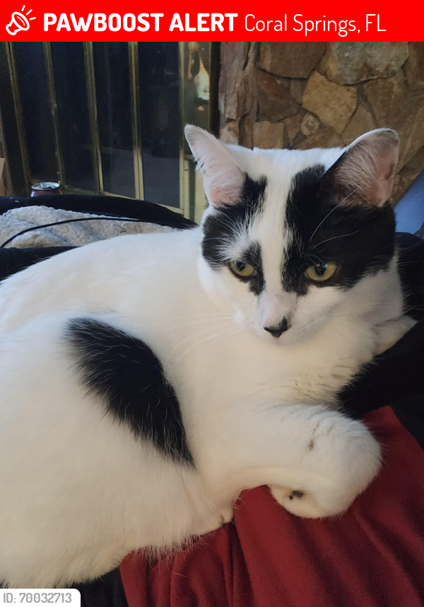 Lost Male Cat last seen Royal Palm Blvd & Coral Springs Dr., Coral Springs, FL 33071