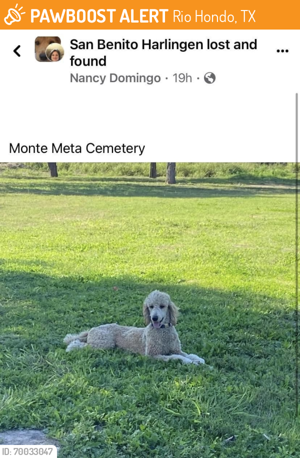 Found/Stray Unknown Dog last seen Monte Meta Cemetery, Rio Hondo, TX 78586