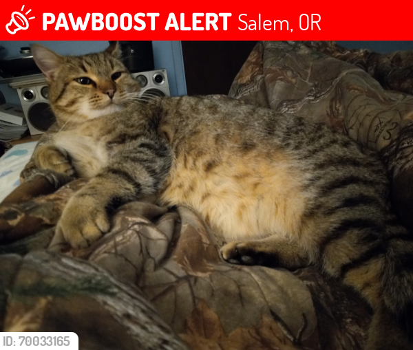 Lost Male Cat last seen Brush collage rd, Salem, OR 97304