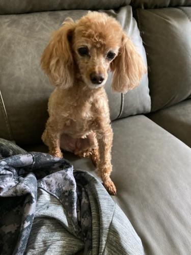 Lost Female Dog last seen Bethpage Ave & Evergreen Ave, Kannapolis, NC 28081