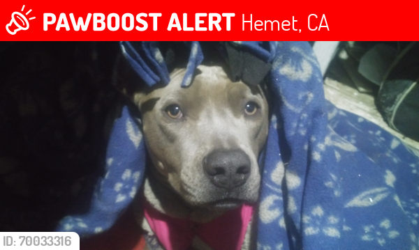 Lost Female Dog last seen Fairview and palm, Hemet, CA 92544