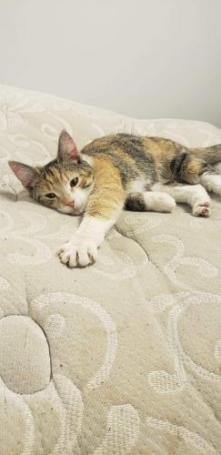 Lost Female Cat last seen Near Lake View Ave. North East, PA 16428, North East, PA 16428
