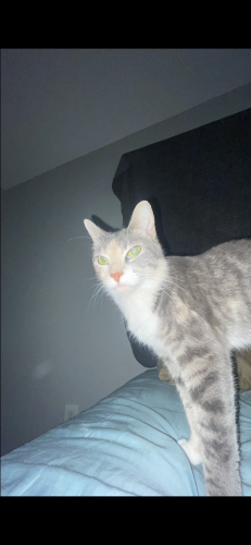 Lost Female Cat last seen Caswell street, Wilmington, NC 28403