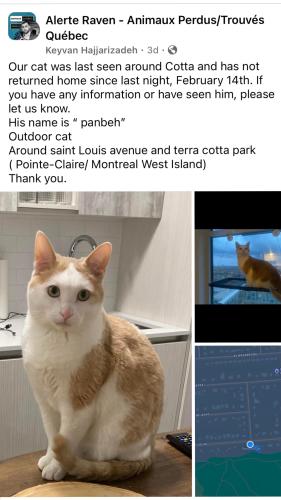 Lost Male Cat last seen Point caller, Pointe-Claire, QC H9R 2A2