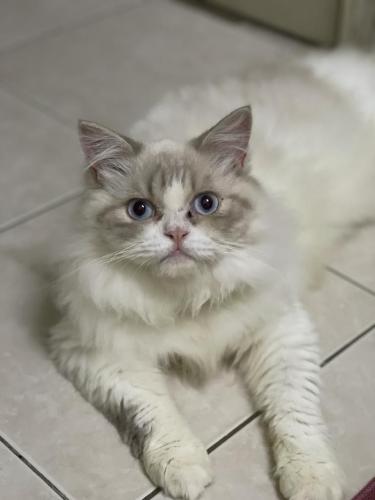 Lost Male Cat last seen Taman Sungai Kapar Indah, Kapar, Selangor 42200
