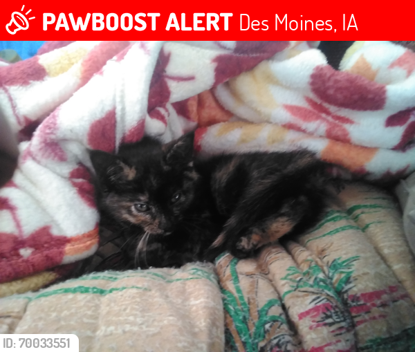 Lost Female Cat last seen Near dart way and Southwest 11th Street and Grays parkway, Des Moines, IA 50309