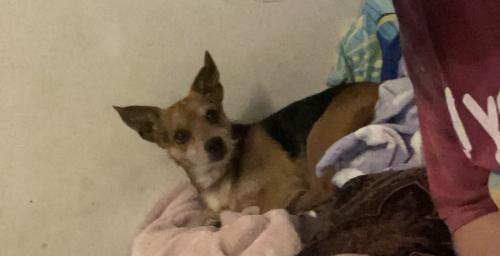 Lost Male Dog last seen Shadeland Avenue and 70! By the fssa office, Indianapolis, IN 46219