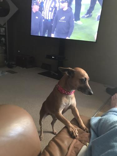 Lost Female Dog last seen rancho place and luna dr 76244, Keller, TX 76244
