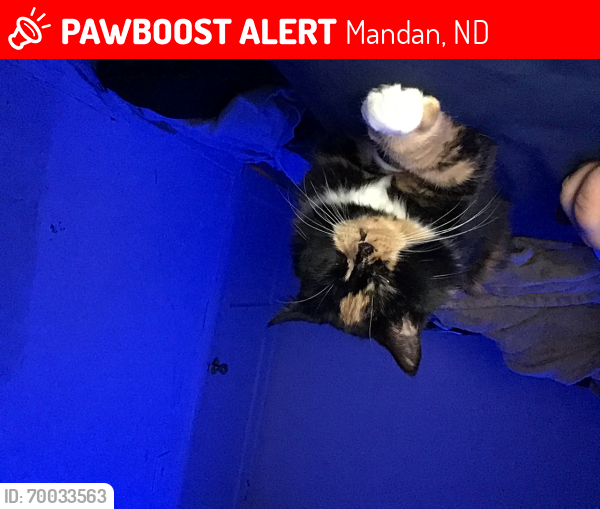 Lost Female Cat last seen 13th ave nw mandan, Mandan, ND 58554