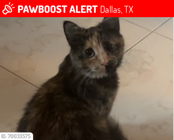Lost Female Cat last seen Jim Miller & Forney, Dallas, TX 75227