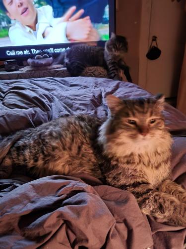 Lost Male Cat last seen   Between 29th and 28th off wall ave Ogden UT , Ogden, UT 84401