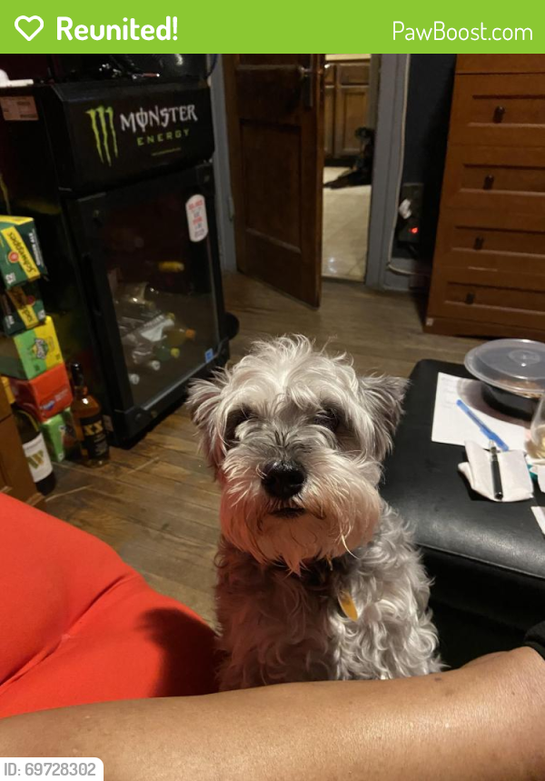 Reunited Female Dog last seen 87th and Stony Island Ave, Chicago, IL 60619