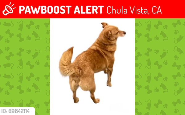 Lost Female Dog last seen Eucalyptus and Sandalwood Dr., Chula Vista, CA 91910
